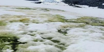 Антарктида зеленіє: на континенті виникає нова екосистема через глобальне потепління