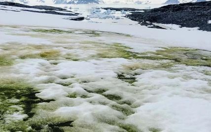 Антарктида зеленеет: на континенте возникает новая экосистема из-за глобального потепления