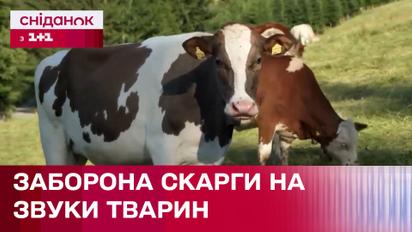 У Франції заборонили скаржитись на звуки природи. Що думають про це кияни?