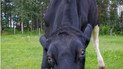 Самый высокий бык в мире