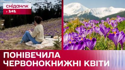 Уничтожала краснокнижные растения ради лайков! Скандал с блогером в поле крокусов