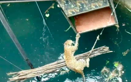 Неймовірне відео порятунку: жителі витягли леопарда з 18-метрової криниці