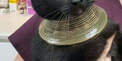 Юзеры сходят с ума от элегантной кошки-"клеопатры" с невероятными глазами