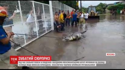 Крокодил на вулиці. У Мексиці до затопленого повінню селища приплив зубатий гість