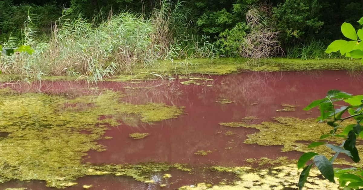 рожева вода парк ніжин