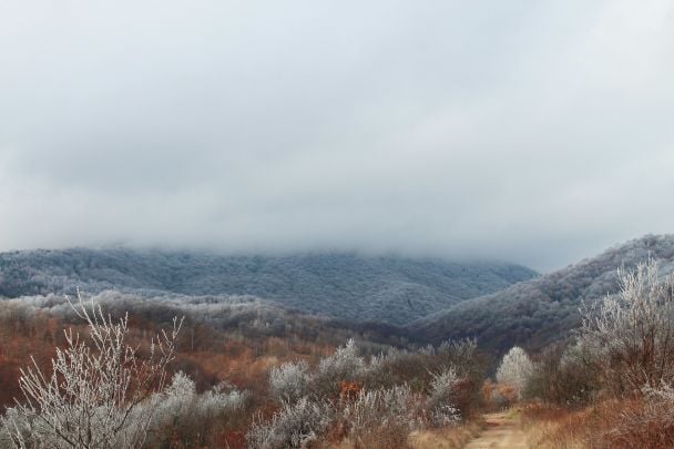 14 октября лес покрыт инеем — в следующем году будет большой урожай овса / © Unsplash
