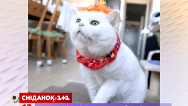 Актуальний інтернет. Модна кицька підкорює мережу