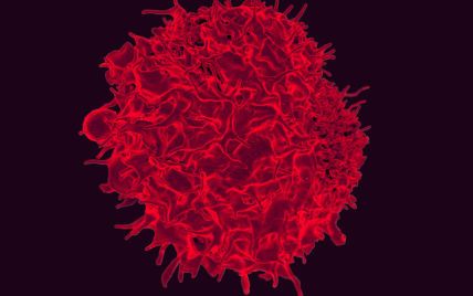 Как передаются ВИЧ и СПИД — пройдите краткий тест по фактам о вирусе иммунодефицита человека