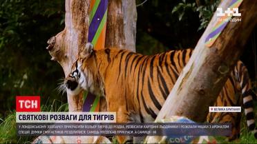 Лондонський зоопарк подарував тиграм різдвяні іграшки | Новини світу