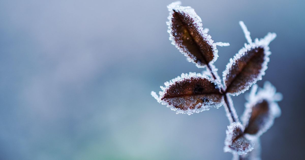 Как уберечь урожай зимних культур от мороза, когда нет снега