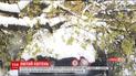 В Харькове сильным ветром повалило сотни деревьев