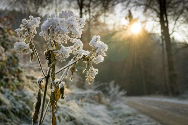 29 февраля пасмурная погода до холодного года, солнечная — на урожайный. / © Pexels