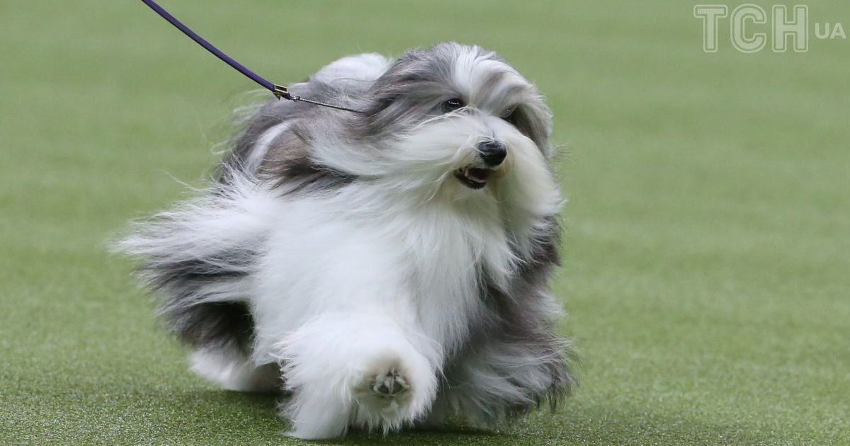 Гаванский бишон