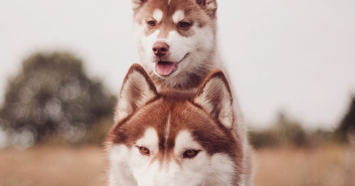 Девушка заинтересовалась этой породой три года назад / © Instagram.com/@erikaeasy