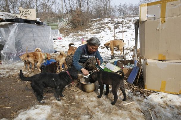 В 2014 году она открыла собственный приют. / © Associated Press