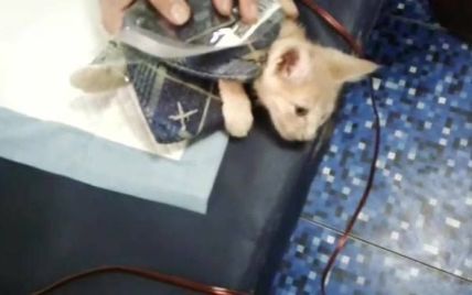 "Она съела кота!". В метро Киева бабушка пыталась загрызть котенка на глазах у людей