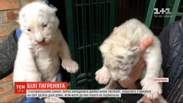 Двое белых тигрят родились в бердянском сафари-парке