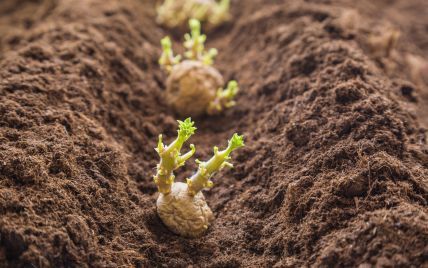 5 советов, которые помогут правильно посадить картофель