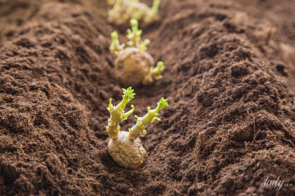 Картофель / © Credits