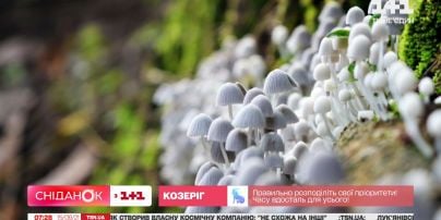 Древнейшие обитатели планеты: смотрите интересные факты о грибах