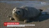 Китайские экологи спасли детеныша тюленя, который потерял маму