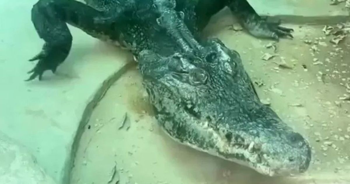 Худощавый крокодил