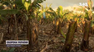 Росія може залишитися без бананів