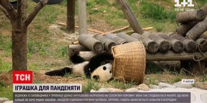 Новини світу: у Китаї панденя грається з солом`яною корзиною