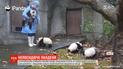 У мережі набуває популярності відео, як малюки панди намагаються втекти з вольєра