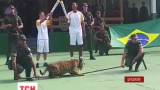 В Бразилии застрелили ягуара, ставшего символом Олимпиады