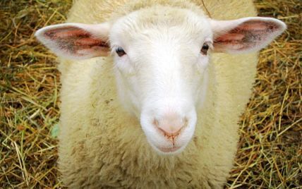 Юзеры Сети без ума от овцы, которая просит ее почесать (видео)