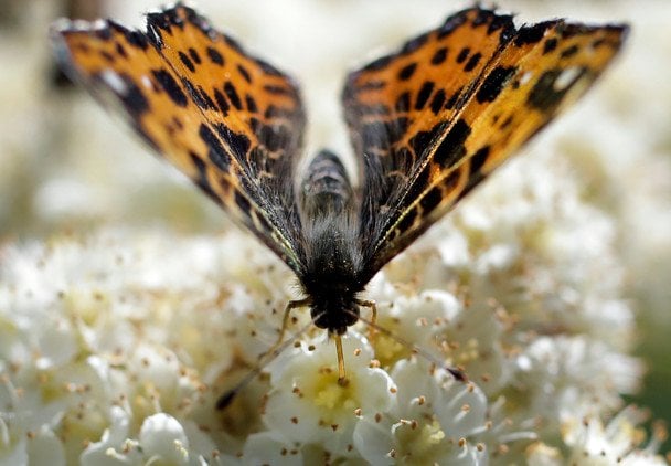 Бабочка №3 / © Associated Press