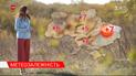 Метеозависимость: как долго продлятся украинские ночные морозы