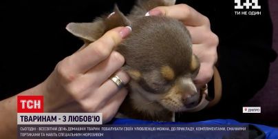 День домашних животных: как весело и вкусно отпраздновать дату