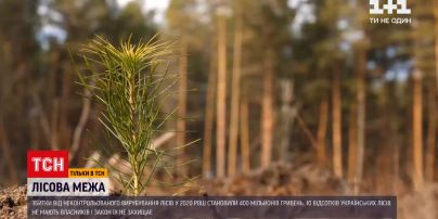 Почему вырубка проходит быстрее, чем облесение | Новости Украины