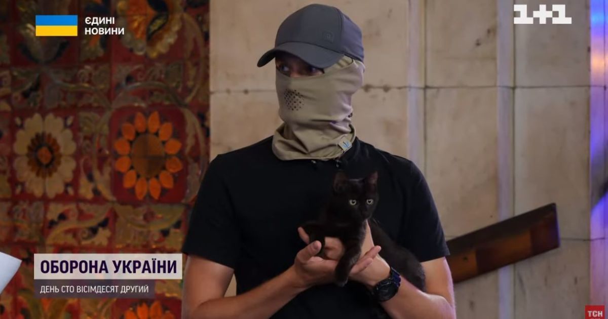 Спасенный кот с острова Змеиный - на двойном пайке и демонстрирует боевой характер