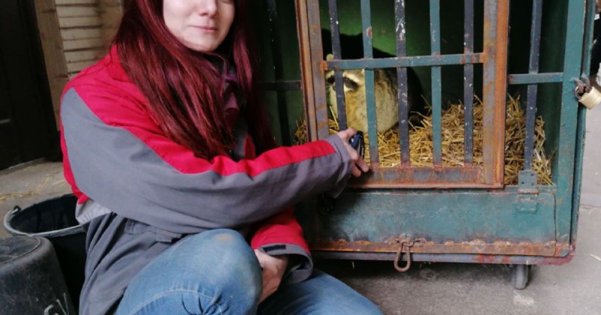 Під Києвом з аварійного дерева рятувальники знімали єнота