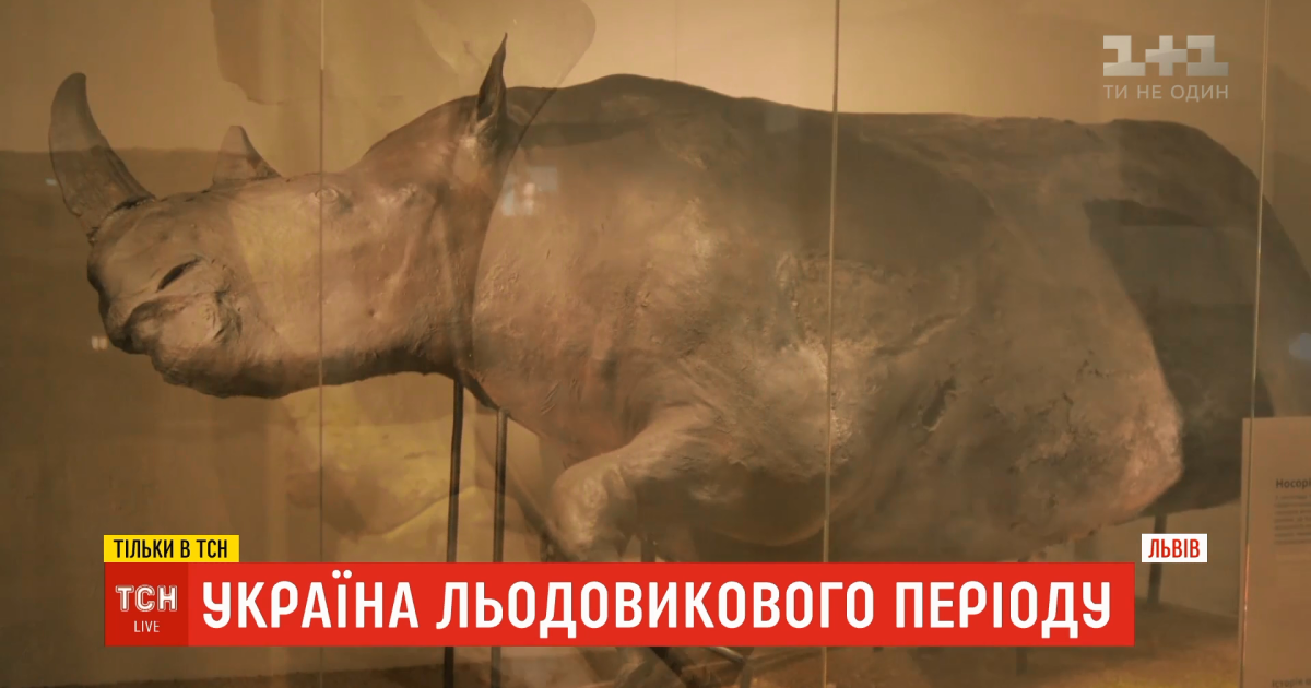 Украина ледникового периода: где сейчас хранятся сенсационные находки из Прикарпатья