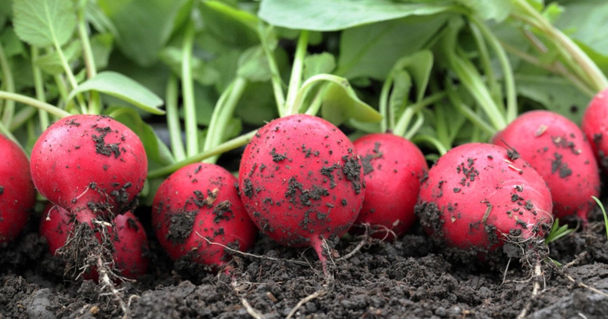 Чем поливать редис после пявления всходов