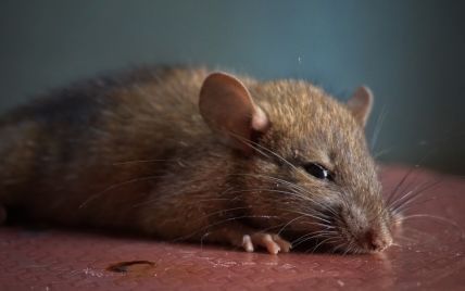Вчені виявили щурів, заражених COVID-19: дослідження
