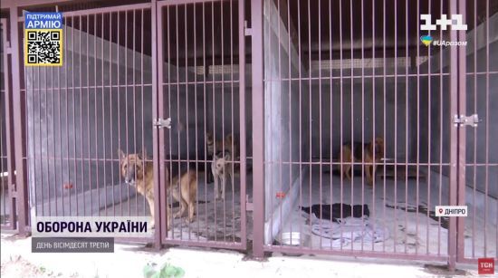 У Дніпрі рятують 600 тварин, вивезених із гарячих точок, і шукають їм нових господарів