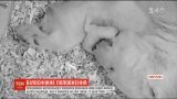 У Берліні показали нове відео малечі білого ведмедя