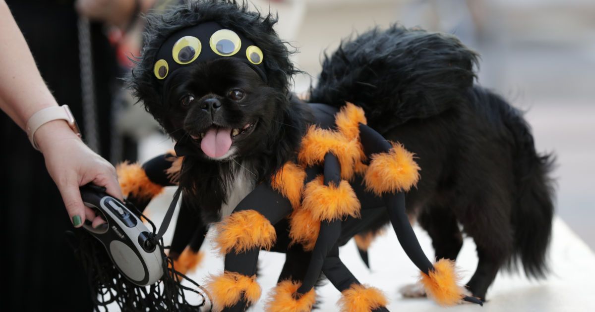 Американцы на Хэллоуин могут потратить рекордные 10 млрд долларов — NRF