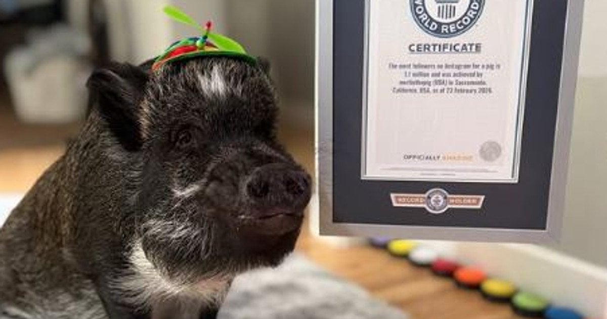 Поросенок Мерлин