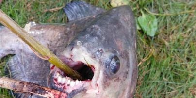 У Києві на Позняках рибалка зловив незвичайну рибу з "людськими" зубами: з'явилися фото
