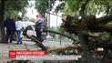 У лікарні померла жінка, на яку впало дерево під час буревію на Сумщині