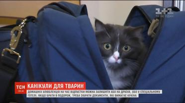 ТСН дослідила, де можна залишити домашніх улюбленців на час відпустки