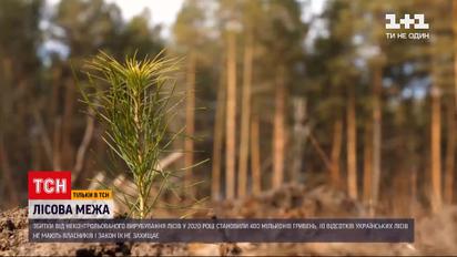 Чому розліснення проходить швидше за заліснення | Новини України