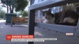 Женщина заказала уборщику утопить 8 новорожденных котят из-за их мяуканья