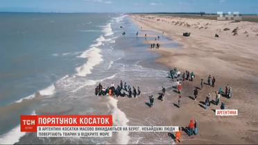 В Аргентине касатки массово выбрасываются на берег